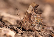 C letter butterfly