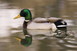 Mallard