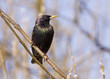 Starling