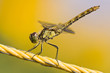 Yellow dragonfly