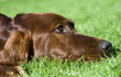 Lying dog looking in the grass