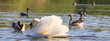 Schwan-9777b1