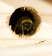 bee box