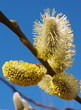 willow flowers