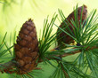Photo: larch cones larch cones