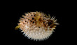 Photo: Puffed up puffer fish Puffed up puffer fish