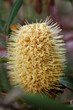 Protea Banksia Flower