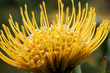 Protea Flower