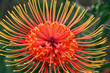 Protea Flower