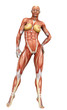 muscle woman front view muscle woman front view