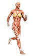 muscle woman running side view muscle woman running side view