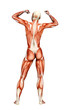 muscle woman victory back view muscle woman victory back view