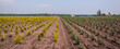 Dutch tree nursery