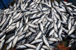 pesce azurro abbondante