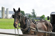 Amish horse and buggy