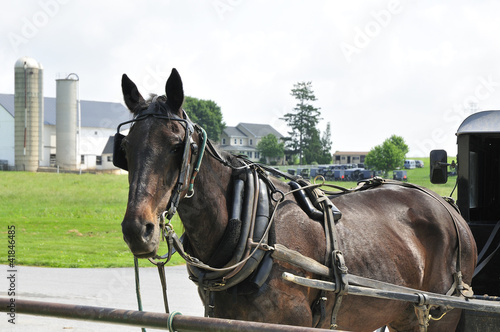 Photo: Amish horse and buggy Amish horse and buggy
