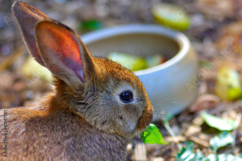 Photo: Hasen fressen Blätter Hasen fressen Blätter