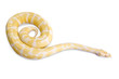 Burmese python