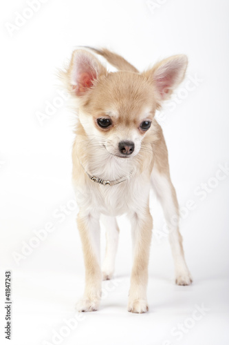 Foto: young chihuahua dog with silver collar young chihuahua dog with silver collar