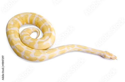 Photo: Burmese python Burmese python