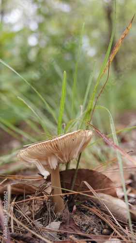 Photo: mushrooms mushrooms