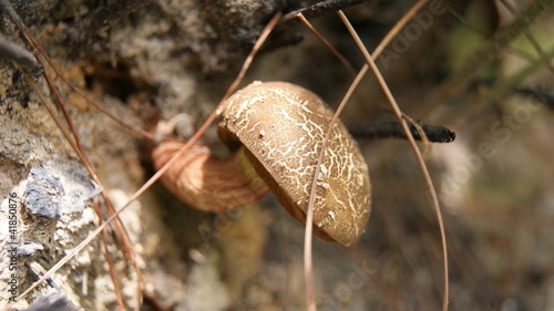Photo: mushrooms mushrooms