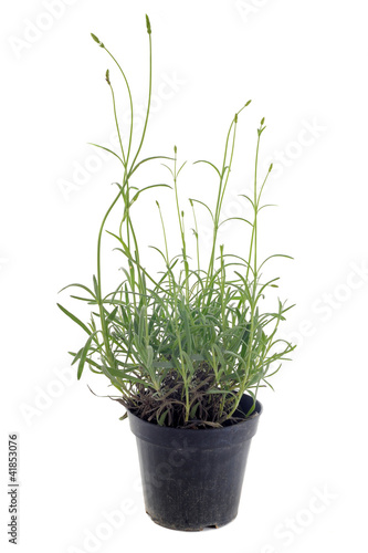 Foto: lavande en pot à repiquer lavande en pot à repiquer