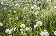 Pusteblumenwiese im Morgentau und Gegenlicht