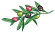zeytin