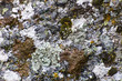 colored moss on the rocks colored moss on the rocks