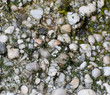 wet pebbles wet pebbles