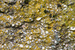 moss-covered stone structure moss-covered stone structure