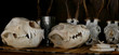 skull animals