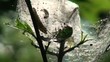 Caterpillars on a tree branch moving in a cobweb