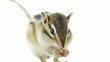 ひまわりの種を食べるシマリス