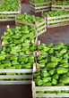 Green pepper in wholesale market