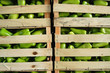 Green pepper in a wooden box in wholesale market