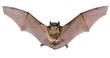 Bat fly