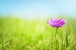 Pretty Pink flower