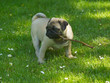 Pug Dog