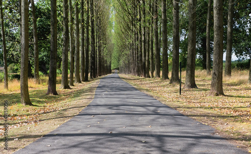 Foto: trees trees