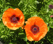 Ziermohn