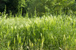 Sommerliche Bio-Wiese