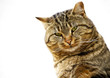 Katze
