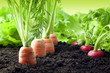 Vegetables growing in the garden