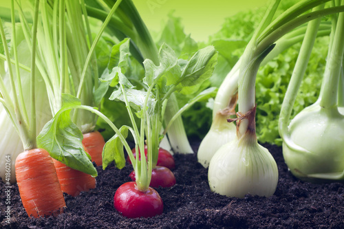 Photo: vegetables in the garden vegetables in the garden