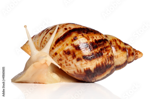 Photo: Giant African snail Achatina Giant African snail Achatina