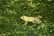 accouplement de grenouilles