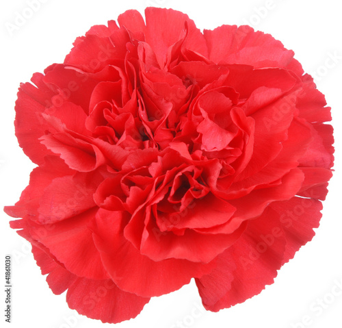 Photo: Red Carnation flower on white Red Carnation flower on white