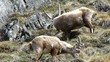 Stambecchi Ibex
